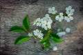 Spring background with white cherry blossoms and rustic wooden table for a easter decoration