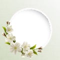 Spring background with white cherry flowers