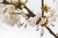 Spring background with white cherry flowers and a bee that pollinates them Royalty Free Stock Photo