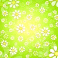 Spring white flowers over green background Royalty Free Stock Photo