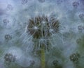 Spring background. White Dandelion flowers on a blured blue background. Closeup. For design.