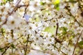 Spring background. White flowering tree close-up. Cherry tree branch blossom. White cherry branch bloom. White blooming Royalty Free Stock Photo