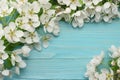 Spring background with white flowers blossoms on blue wooden background. top view Royalty Free Stock Photo