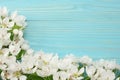 Spring background with white flowers blossoms on blue wooden background. top view Royalty Free Stock Photo