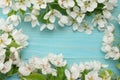Spring background with white flowers blossoms on blue wooden background. top view Royalty Free Stock Photo