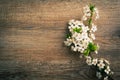 Spring background with white flowers blossoms on wooden background. Royalty Free Stock Photo