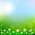 Spring background with white flowers in the grass Royalty Free Stock Photo