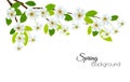 Spring background with white flowers. Royalty Free Stock Photo