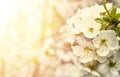 Spring background with white plum flowers in the sunshine