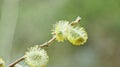 Spring background - willow branches with blossoming buds. Pollen on stamens