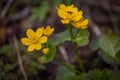 Spring background with yellow Blooming Caltha palustris, known as marsh-marigold and kingcup. Flowering gold colour plants in Earl Royalty Free Stock Photo