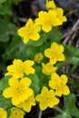 Spring background with yellow Blooming Caltha palustris, known as marsh-marigold and kingcup. Flowering gold colour plants in Royalty Free Stock Photo