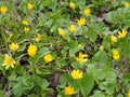 Spring background with yellow Blooming Caltha palustris, known as marsh-marigold and kingcup. Flowering gold colour plants in Royalty Free Stock Photo