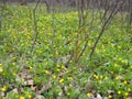 Spring background with yellow Blooming Caltha palustris, known as marsh-marigold and kingcup. Flowering gold colour plants in Royalty Free Stock Photo