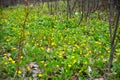 Spring background with yellow Blooming Caltha palustris, known as marsh-marigold and kingcup. Flowering gold colour plants in Royalty Free Stock Photo