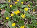 Spring background with yellow Blooming Caltha palustris, known as marsh-marigold and kingcup. Flowering gold colour plants in Royalty Free Stock Photo