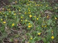 Spring background with yellow Blooming Caltha palustris, known as marsh-marigold and kingcup. Flowering gold colour plants in Royalty Free Stock Photo