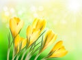 Spring background with yellow crocus
