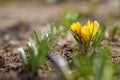 Spring background. Yellow crocuses close up, making their way out of the ground. Royalty Free Stock Photo