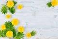 Spring background. Yellow dandelion flowers and green leaves on light blue wooden board with copy space, top view. Royalty Free Stock Photo