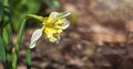 Spring background with yellow flower lent lily Royalty Free Stock Photo