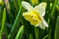 Spring background with yellow flower lent lily. Royalty Free Stock Photo