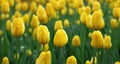 Spring background with yellow flowers, blooming tulips in the garden or park, close-up, selective focus Royalty Free Stock Photo