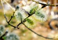 Fluffy buds on a willow branch Royalty Free Stock Photo