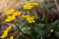 Spring background with yellow Blooming Caltha palustris, known as marsh-marigold and kingcup. Flowering gold colour plants in Earl