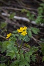 Spring background with yellow Blooming Caltha palustris, known as marsh-marigold and kingcup. Flowering gold colour plants in Earl Royalty Free Stock Photo