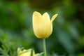 Spring background with yellow tulip Royalty Free Stock Photo