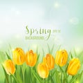 Spring Background with Yellow Tulips