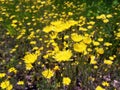 Spring background with yellow wildflowers