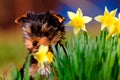 Spring background with Yorkshire Terrier Royalty Free Stock Photo