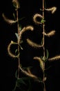 Spring background with young birch leaves