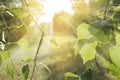 Spring background with young birch leaves. Tree branches against a natural texture with highlights and rays of the sun Royalty Free Stock Photo