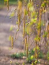 Spring background with young leaves. Birch earring Royalty Free Stock Photo