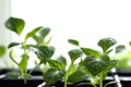 Spring background with young shoots of pepper with water drops o