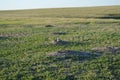 Spring in Badlands National Park: Prairie Dog Stands Alert Outside Its Burrow in a Town Near Burns Basin Overlook Along Loop Road