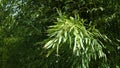 Spring bamboo foliage of Phyllostachys genus swinging in moderate wind, 4K