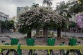 Bougainvilleas at Bandeirantes square in Goiania city