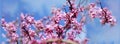 Spring banner or background with pink blossom. Beautiful nature scene. Easter Sunny day blue sky Royalty Free Stock Photo