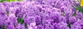 Spring banner of beautiful purple hyacinths. Landscape panorama, copy space