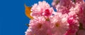 Spring banner, blossom background. Cherry blossom. Sacura cherry-tree. Background with flowers on a spring day. Blooming