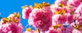 Spring banner, blossom background. Cherry blossom. Sacura cherry-tree. Blooming sakura blossoms flowers close up with