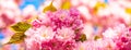 Spring banner, blossom background. Cherry blossom. Sacura cherry-tree. Spring Cherry blossoms, pink flowers. Blooming