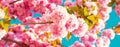 Spring banner, blossom background. Sakura spring flowers pattern. Cherry Blossoms Trees. Royalty Free Stock Photo