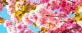 Spring banner, blossom background. Sakura spring flowers pattern. Cherry Blossoms Trees. Royalty Free Stock Photo