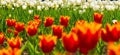 Spring banner, blossom background. Tulips field. Red Tulip flowers in spring blooming blossom scene. Royalty Free Stock Photo