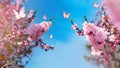 Spring banner, branches of blossoming cherry against background of blue sky